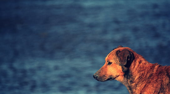 adult red and black German shepherd mix outdoor thumbnail