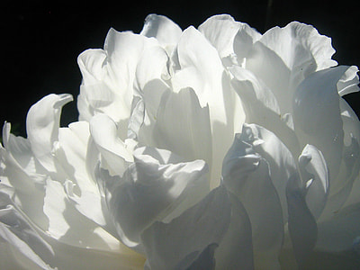 white petaled flower in closeup photography thumbnail