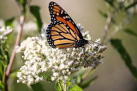 monarch butterfly on white flower thumbnail