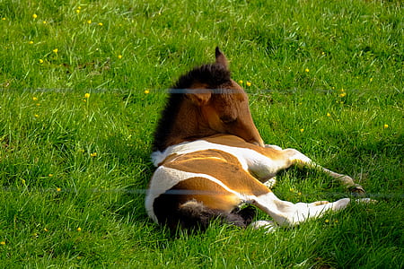 field, relaxing, animal, grass thumbnail