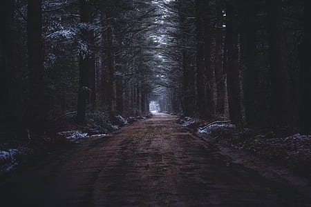pathway between green trees thumbnail
