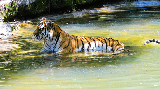tiger in water during daytime thumbnail