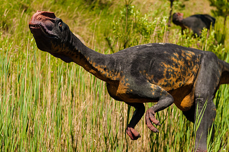 closeup photography of black-and-orange dinosaur during daytime thumbnail