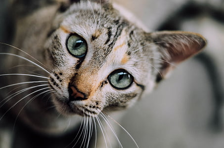 closeup photo of brown cat thumbnail
