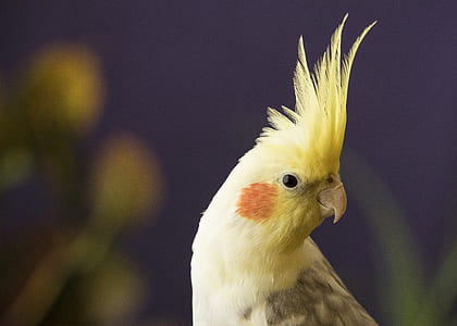 shallow focus photography of cockatiel thumbnail