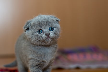 grey kitten thumbnail