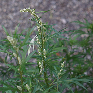 selective focus photography of green leafed plant thumbnail