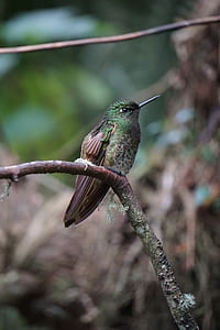 selective focus photography of green and brown bird perched on brown tree branch thumbnail