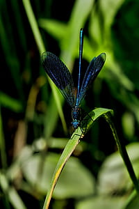 blue dragonfly on leaf thumbnail