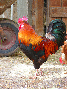 red and brown rooster near wagon wheel thumbnail