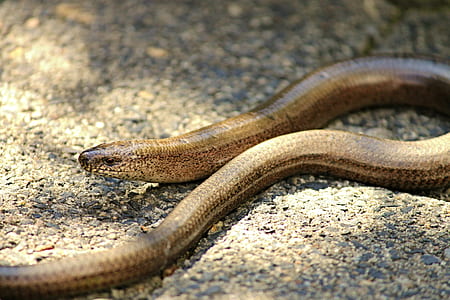 brown snake on brown soil during daytime thumbnail