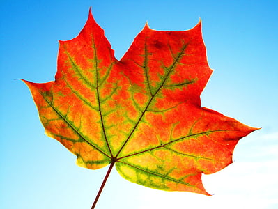 close up photography of maple leaf thumbnail
