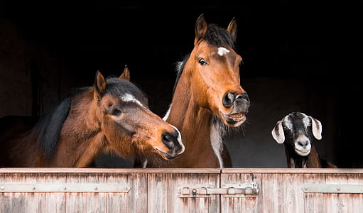 selective focus photography of two horse and one goat thumbnail