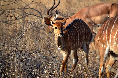 wildlife photography of brown and white striped deer fawn thumbnail