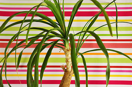 Ponytail Plant, Beaucarnea Guatemalensis thumbnail