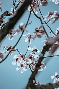 pink and white flowers under blue sky during daytime thumbnail