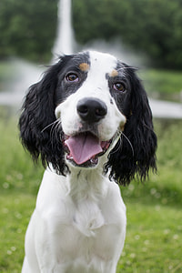 short-coated white and black puppy on focus photo thumbnail