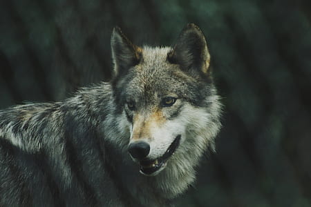 selective focus photography of wolf thumbnail