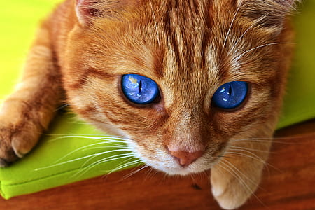 selective-focus photography of orange tabby cat thumbnail
