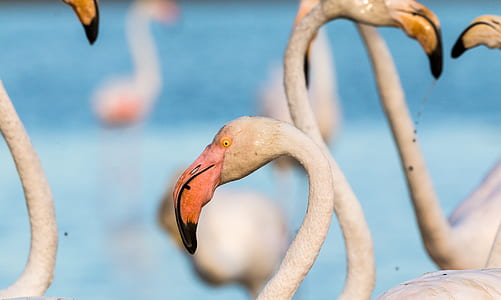 selective focus photography of white flamingo thumbnail