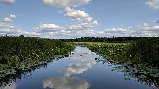 body of water surrounded by plants thumbnail