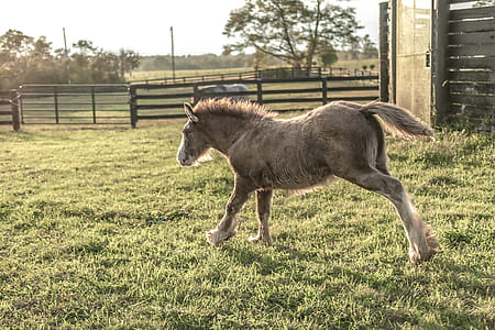 Brown Foal Running on Green Grass thumbnail