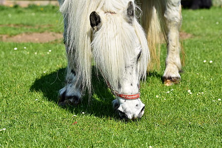 white horse thumbnail