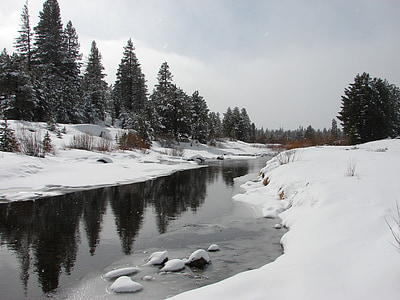 green spruce trees and body of water under grey skies thumbnail