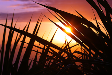 silhouette of grass thumbnail