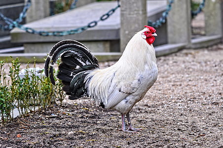 white chicken near green plant at daytime thumbnail