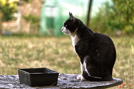black and white cat sitting on table thumbnail