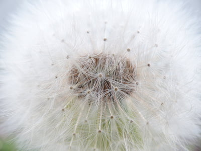 white dandelion thumbnail