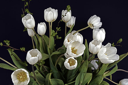white flowers with green leaves thumbnail