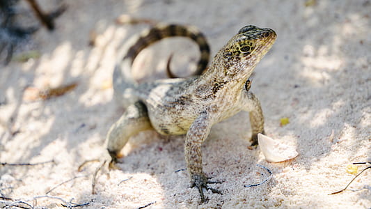gray and black reptile on sand thumbnail