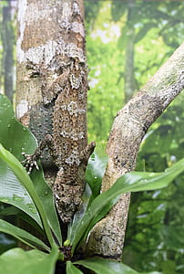 brown lizard camouflaging on tree during daytime thumbnail