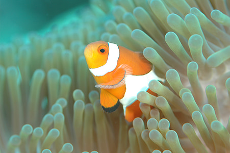 orange and white clown fish thumbnail
