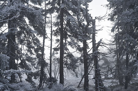 grayscale photography of forest thumbnail