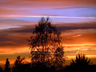 silhouette of trees thumbnail