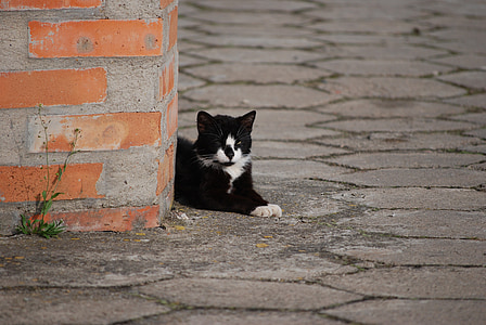 bicolor cat lying near wall thumbnail