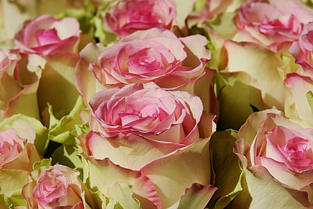 closeup photo of white-and-pink rose glowers thumbnail