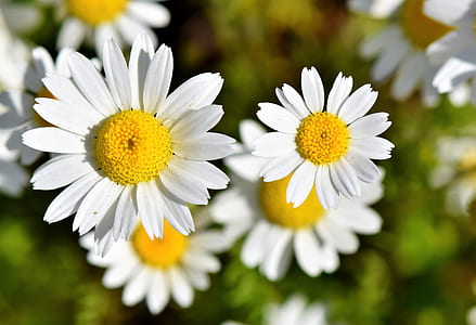 closeup photo of white-and-yellow daisy flowers thumbnail