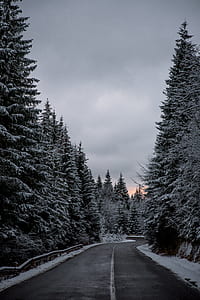 snow covered pine trees in between empty road under gray cloudy skies thumbnail