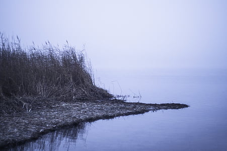 grass near body of water thumbnail