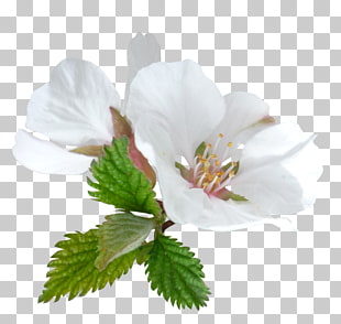 Dibujo Flores Png Cliparts For Free Download Uihere