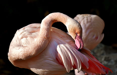 selective focus photography of flamingo thumbnail