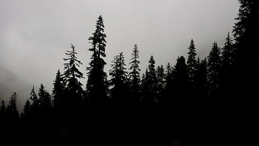 silhouette of trees thumbnail