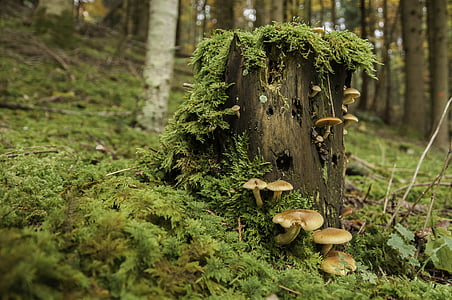 shallow focus photography of brown fungus thumbnail