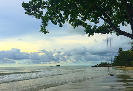 green tree with swing near sea thumbnail