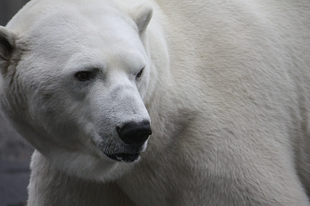 portrait photography of polar bear thumbnail