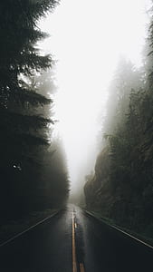 concrete pathway surrounded by forest thumbnail